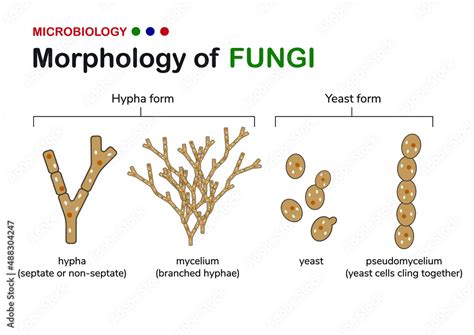 hyphae in fungi are similar to what in plants